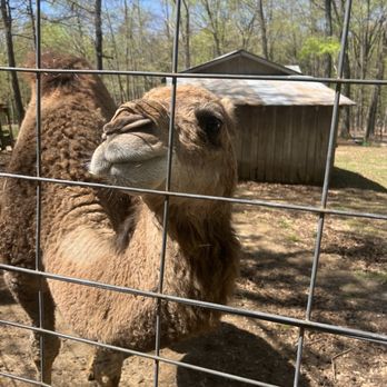 Maggie's Jungle Golf - Carl the camel - Mini Golf Near Me - Gilbertsville, Kentucky