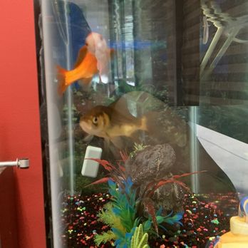Trumotive - Fish tank!  The fish actually looked at me - Auto Repair Near Me - Murrieta, California