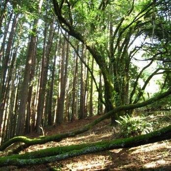 Dipsea - Hiking Near Me