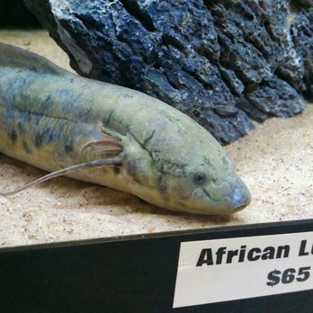 360 Aquatic - First time I've seen one in the flesh. They had 2 of these for sale (in seperate tanks) - Local Fish Stores Near Me - Houston, Texas