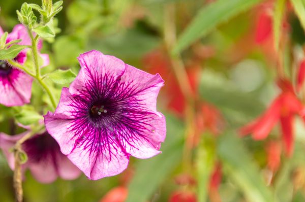 The Butchart Gardens by null