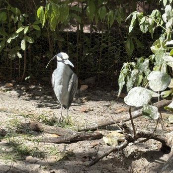 Flamingo Gardens - Botanical Gardens Near Me - Davie, Florida