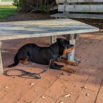 Pawtopia - Pet Training Near Me - San Diego, California