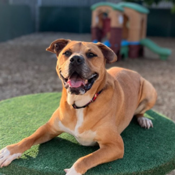 Camp Canine - Pet Sitting Near Me - Mukilteo, Washington Camp Canine - Pet Sitting Near Me - Mukilteo, Washington