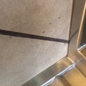 Taco Bell - They still have ants present. - Fast Food Near Me - Crawfordsville, Indiana Taco Bell - They still have ants present. - Fast Food Near Me - Crawfordsville, Indiana