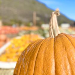 Earthbound Farm Stand - And more pumpkins