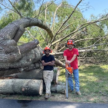 1. Sikes Tree Service