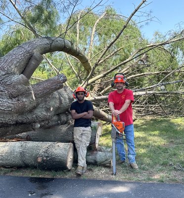 Sikes Tree Service on Yelp