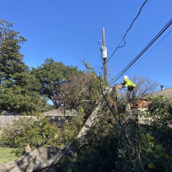 Adolfo's Tree Services - " Looking for top-notch tree services in Houston, Texas? Look no further than AdolfosTreeService.com! - Tree Services Near Me - Houston, Texas Adolfo's Tree Services - " Looking for top-notch tree services in Houston, Texas? Look no further than AdolfosTreeService.com! - Tree Services Near Me - Houston, Texas
