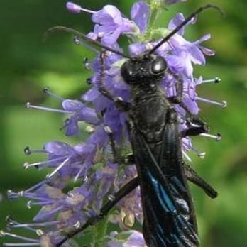 Fletcher Wildlife Garden - Parks Near Me - Ottawa, Ontario Fletcher Wildlife Garden - Parks Near Me - Ottawa, Ontario