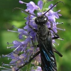 Fletcher Wildlife Garden