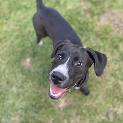 Andreson Dog Park