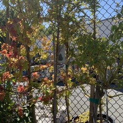 Concord Feed Pet & Livestock Supplies - Pleasant Hill - Some of the trees against the back fencing
