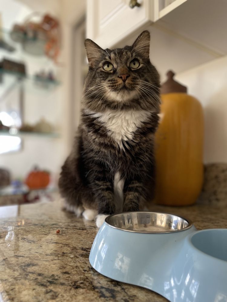 By Myah Pet Sitting Image