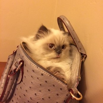 Persian Kittens - Rocky in my purse as a kitten - Pet Breeders Near Me - Chicago, Illinois Persian Kittens - Rocky in my purse as a kitten - Pet Breeders Near Me - Chicago, Illinois