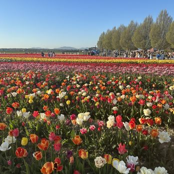 Tulip Town - Beautiful tulips. - Botanical Gardens Near Me - Mount Vernon, Washington Tulip Town - Beautiful tulips. - Botanical Gardens Near Me - Mount Vernon, Washington