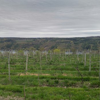 Keuka Lake Vineyards - The vineyard right on front of the building - Wineries Near Me - Hammondsport, New York Keuka Lake Vineyards - The vineyard right on front of the building - Wineries Near Me - Hammondsport, New York