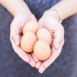 Marion Acres - Pasture Raised Eggs