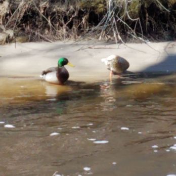 Nine Mile Creek Lower Valley Trail System - A pair of mallard ducks. - Hiking Near Me - Bloomington, Minnesota