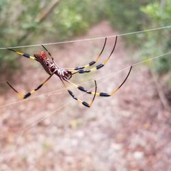 Elliot Key - Banana spider