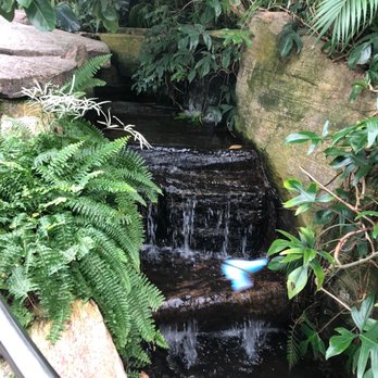 Niagara Parks Butterfly Conservatory - Butterflies  fluttering past the waterfall - Zoos Near Me - Niagara Falls, Ontario