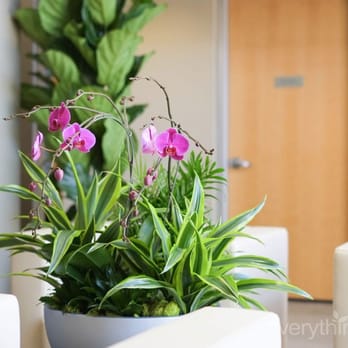 Office Plants - Purple phaleonopsis orchid, dracaena lemon lime and ficus lyrata column interior plants - Indoor Landscaping Near Me Office Plants - Purple phaleonopsis orchid, dracaena lemon lime and ficus lyrata column interior plants - Indoor Landscaping Near Me