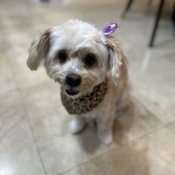 Muddy Paws OC - Pet Groomers Near Me - Orange, California