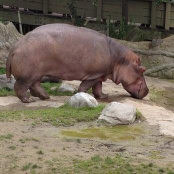 Toronto Zoo - Hippo - Zoos Near Me - Toronto, Ontario Toronto Zoo - Hippo - Zoos Near Me - Toronto, Ontario