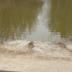 Karlsgraben - Karlsgraben mit Enten