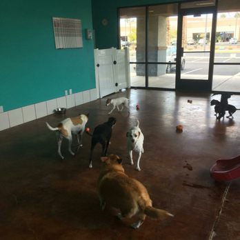 diggiddy doggy daycare