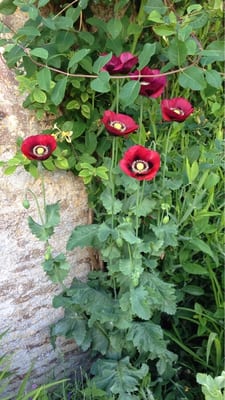 Kelmscott Manor by null