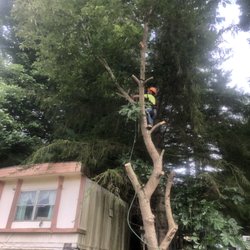 Hollow Point Tree & Landscaping