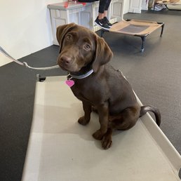 Last puppy training class