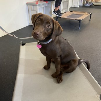 Kindred Spirits Canine Education Center - Last puppy training class - Pet Training Near Me - Vista, California