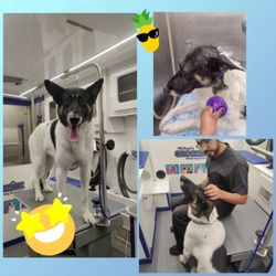 Michael's Groomiez Mobile Dog grooming - Mr. Pickles was a little nervous before his bubble bath but he was a very good boy.