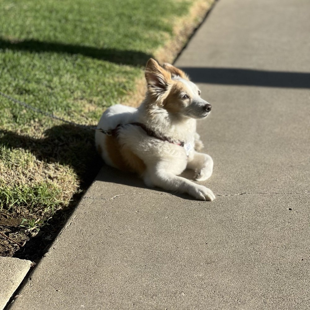 Banfield Pet Hospital - Chilling - Veterinarians Near Me - Brea, California Banfield Pet Hospital - Chilling - Veterinarians Near Me - Brea, California