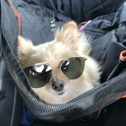 Art of Sight Eyecare - Croissants rocking the new shades, courtesy of Art of Sight! The experts in vision and styling. No compromises