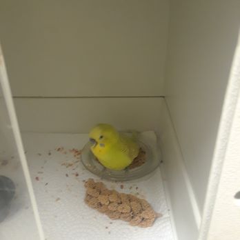 Exotic Bird Hospital - Our sweet bird! - Veterinarians Near Me - Jacksonville, Florida Exotic Bird Hospital - Our sweet bird! - Veterinarians Near Me - Jacksonville, Florida