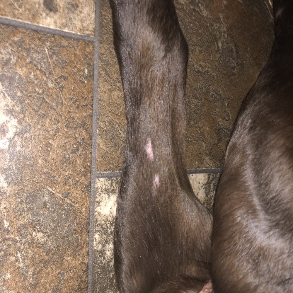 Lucky Pups Pet Wash - Dog groom skin cut - Pet Groomers Near Me - Chesapeake, Virginia Lucky Pups Pet Wash - Dog groom skin cut - Pet Groomers Near Me - Chesapeake, Virginia