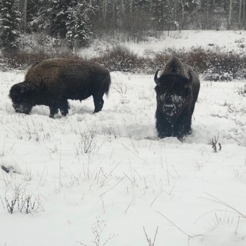 Jackson Hole Wildlife Safaris - 2 Maturing Male Bison - Tours Near Me - Jackson, Wyoming