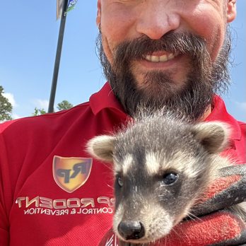 RP Rodent Control & Prevention - Baby Raccoons removal - Pest Control Near Me - Katy, Texas RP Rodent Control & Prevention - Baby Raccoons removal - Pest Control Near Me - Katy, Texas