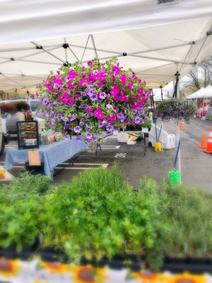 Photo of Larchmont's Down to Earth Farmers Market - Larchmont, NY, US. Lovely plant
