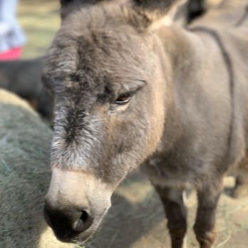 Penryn Oaks Stables - Donkey - Horse Boarding Near Me - Penryn, California