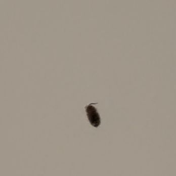 Oceanfront Lodge - Bed bugs - Hotels Near Me - Crescent City, California