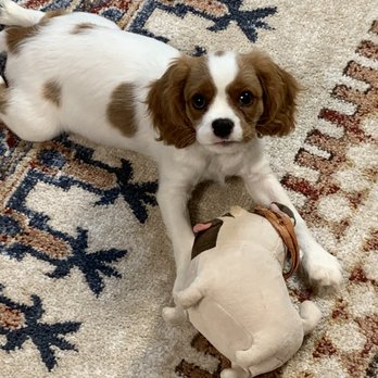 Pruiett Cavaliers - Sep 22, playing with his favorite toy. - Pet Breeders Near Me
