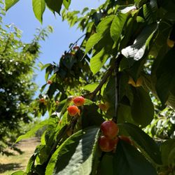 Harris Orchards