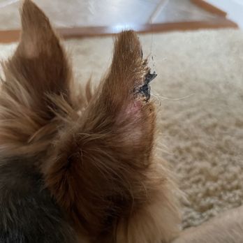 Lovely Pet Salon - Pet Groomers Near Me - Chantilly, Virginia Lovely Pet Salon - Pet Groomers Near Me - Chantilly, Virginia
