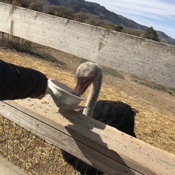 Ostrichland USA - Attraction Farms Near Me - Solvang, California