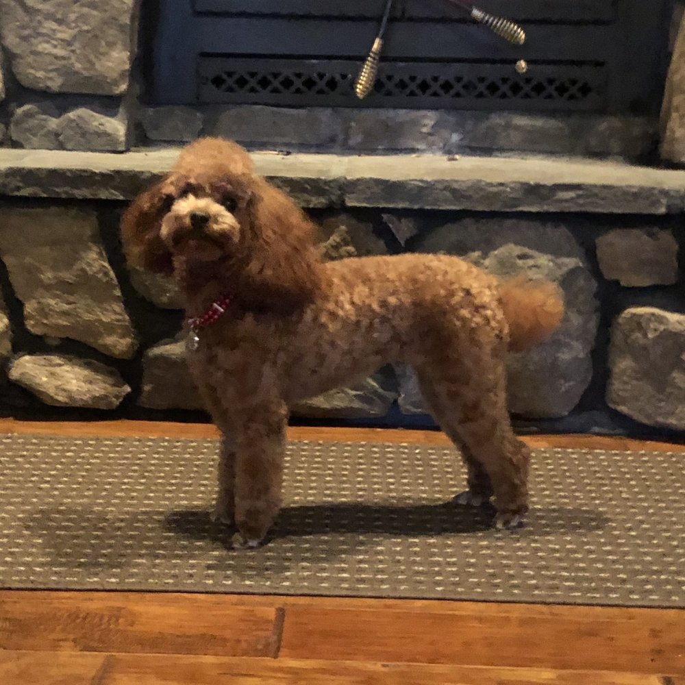 Valerie's Paw Spa - Ruby Groomed by Gabby - Pet Groomers Near Me - Henderson, Nevada Valerie's Paw Spa - Ruby Groomed by Gabby - Pet Groomers Near Me - Henderson, Nevada
