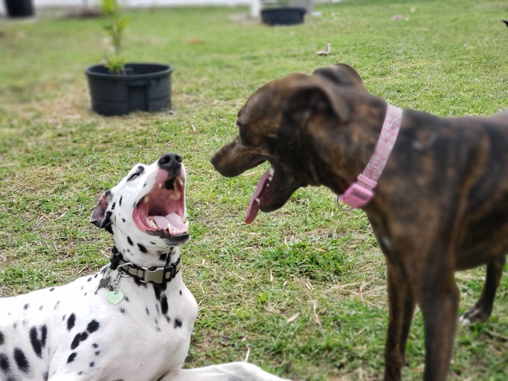 Gulf Coast Pet Resort Image